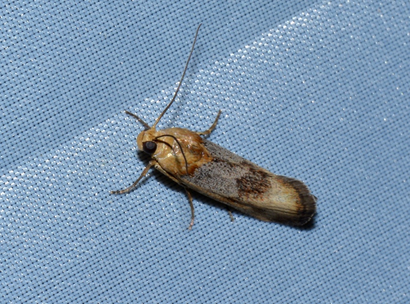 Pterothrixidia rufella - Pyralidae